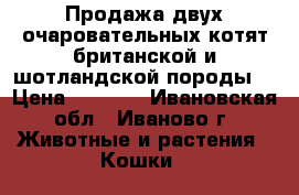 Продажа двух очаровательных котят британской и шотландской породы. › Цена ­ 2 500 - Ивановская обл., Иваново г. Животные и растения » Кошки   